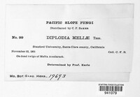 Diplodia meliae image